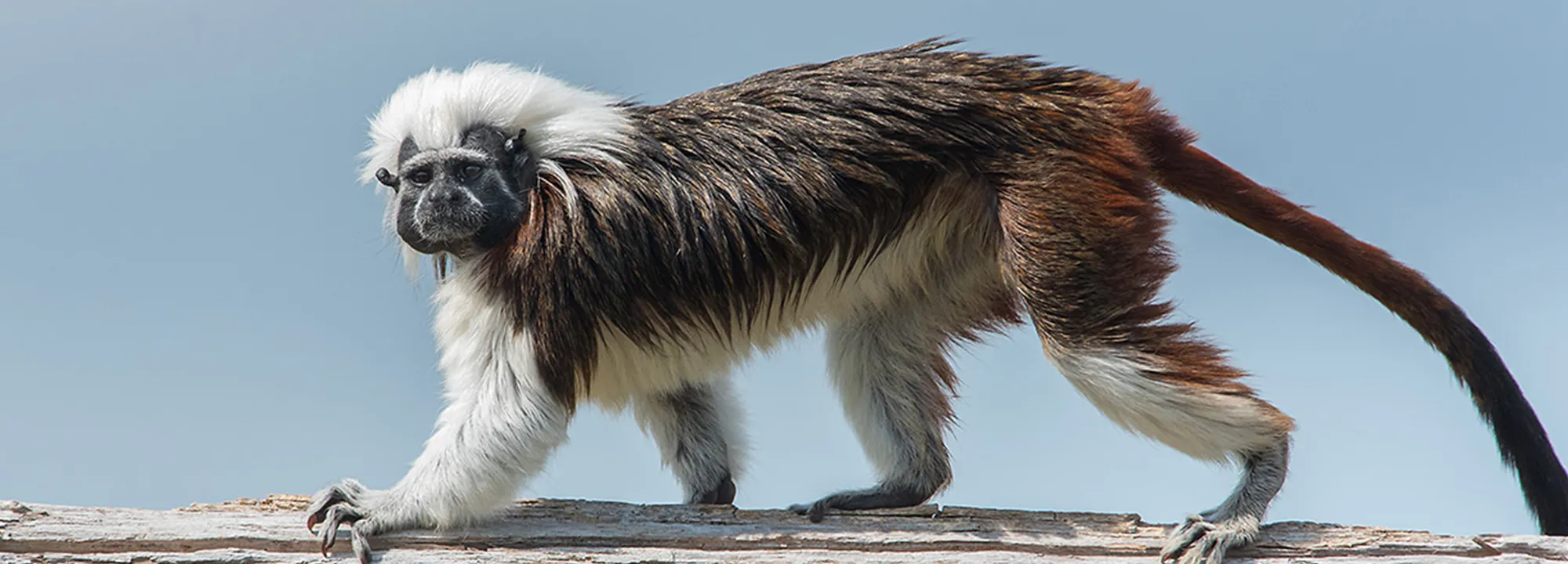 Tamarin pinché