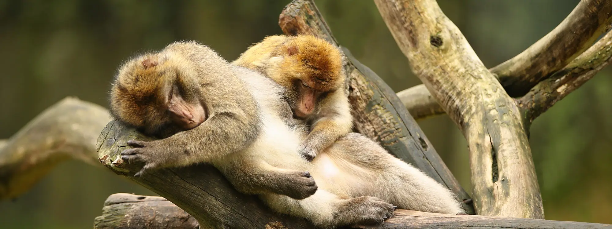 Deux singes magots se reposant sur des branches