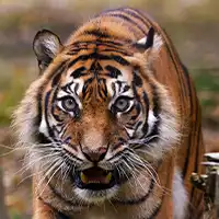 Tigre observant l’objectif dans un espace naturel.