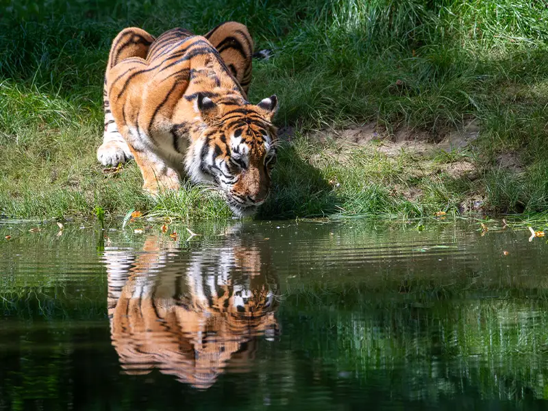 Un tigre boit au bord d’un point d’eau, entouré de végétation, avec son reflet visible dans l’eau.