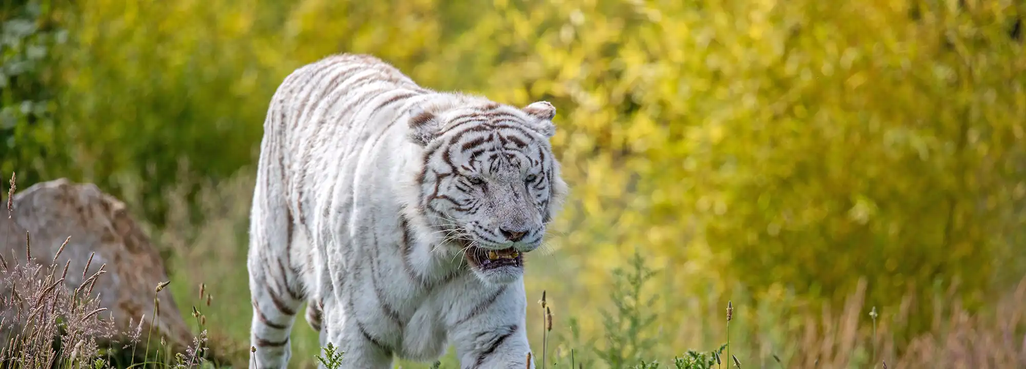 Tigre blanc