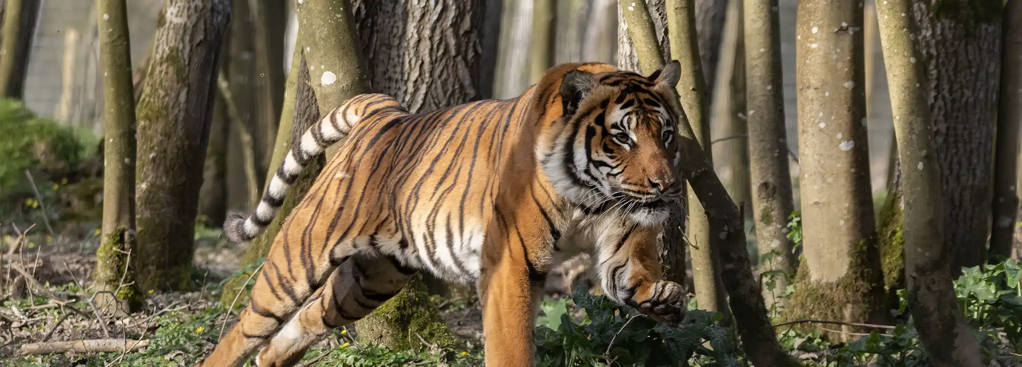 Malaysian Tiger