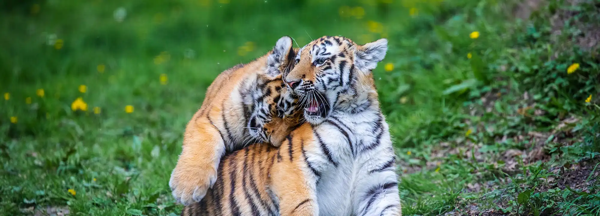 Tigre de Sibérie