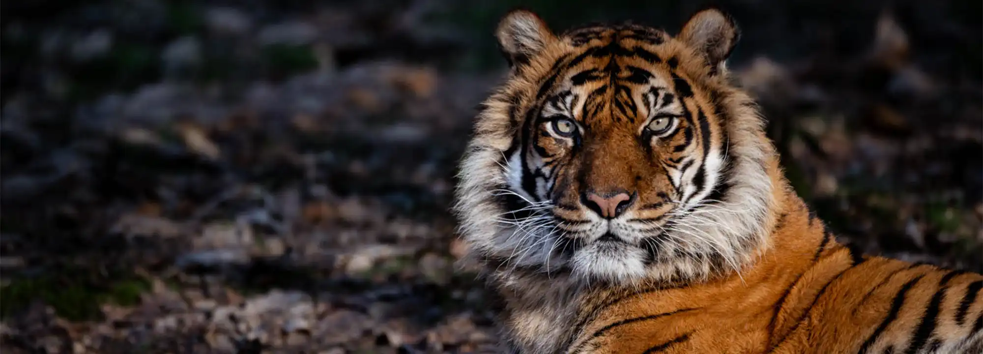 Tigre de Sumatra