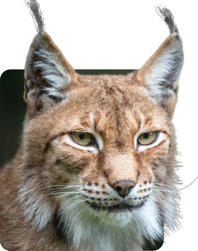 Portrait of a lynx observing facing the camera