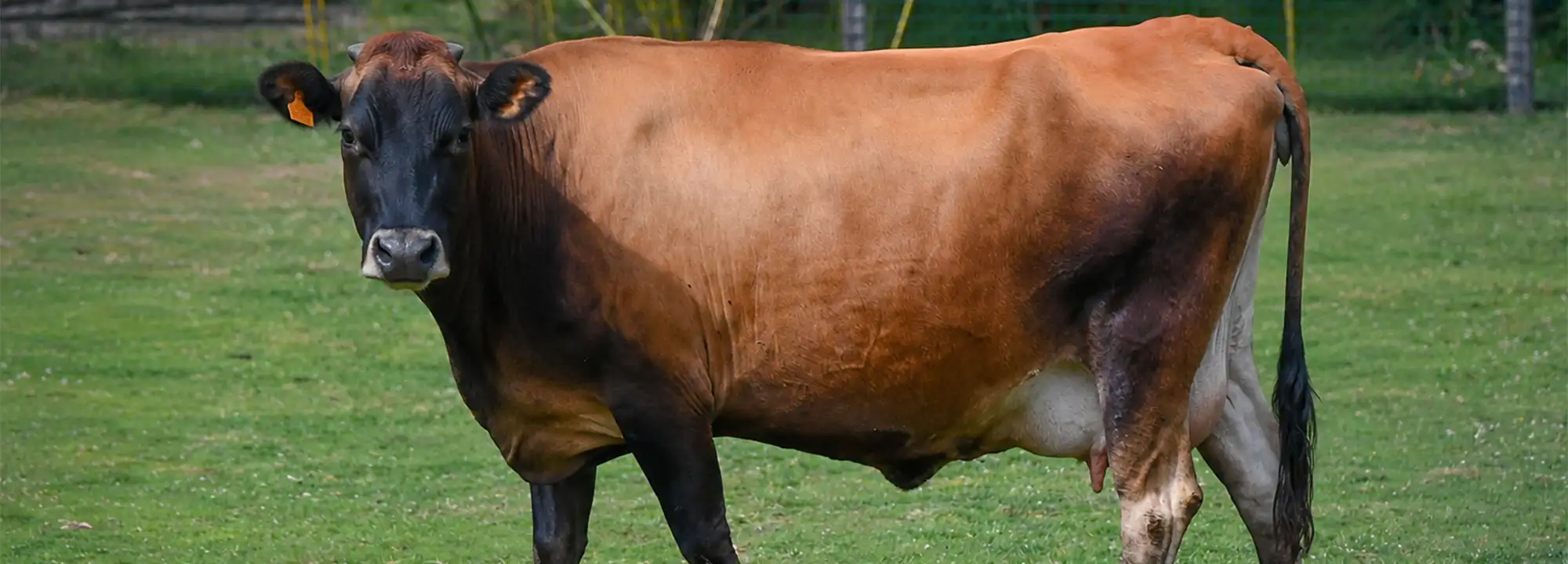 Jersey Cow