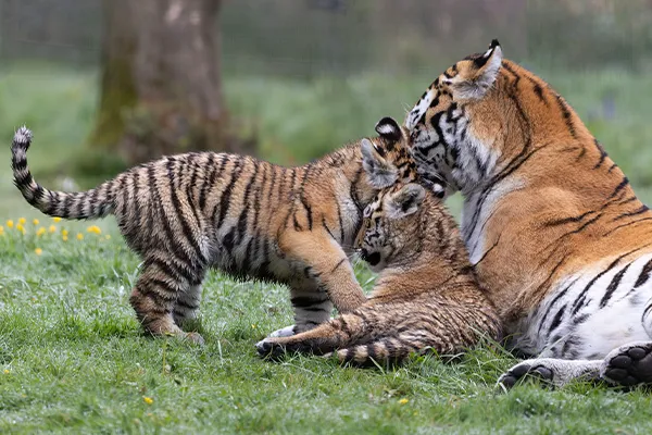 Birth of tiger cubs