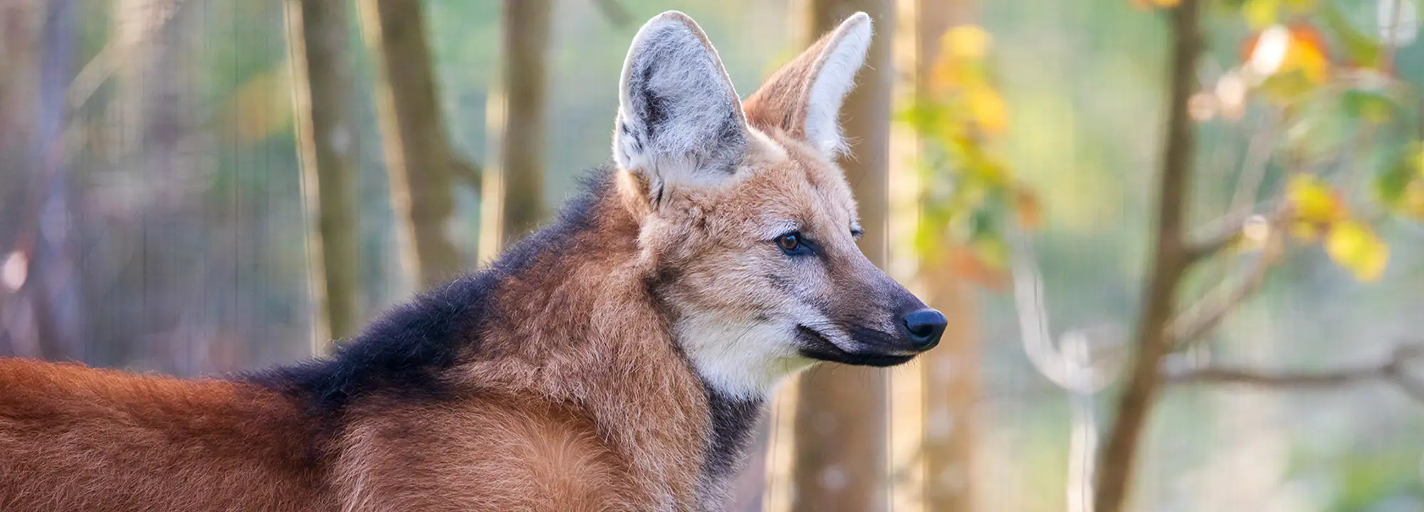 Maned Wolf