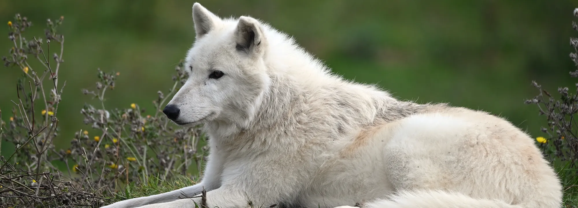 Loup Arctique
