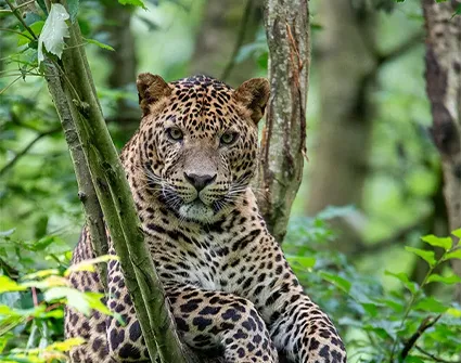  Lumigny Safari Reserve