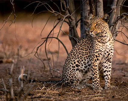 Lumigny Safari Reserve