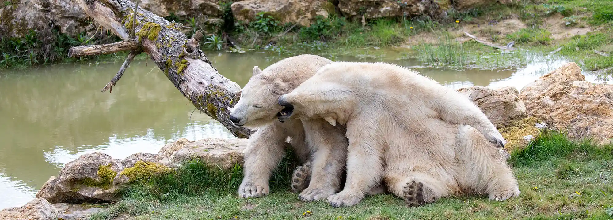 Ours Polaire