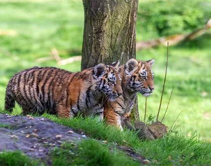 Tigres de Sibérie