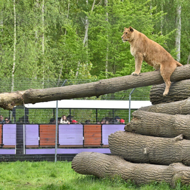 Safari Train