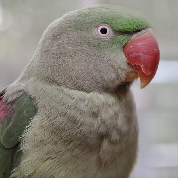 Alexandrine Parrot