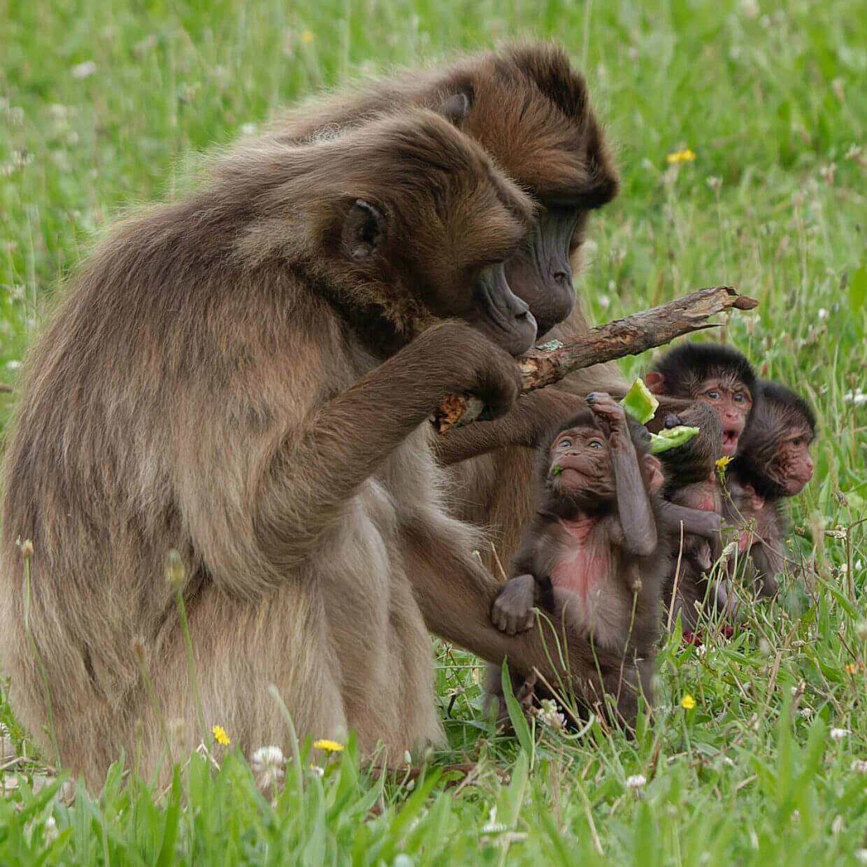 Les Naissances 2024 Lumigny Safari Reserve