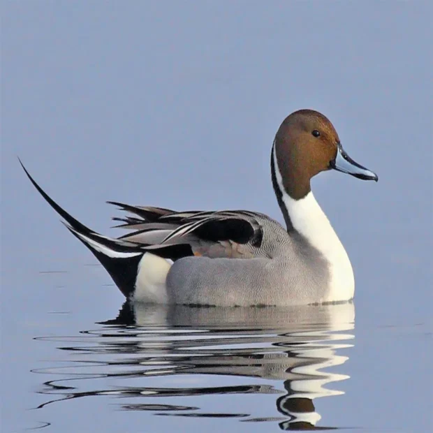 Northern pintail