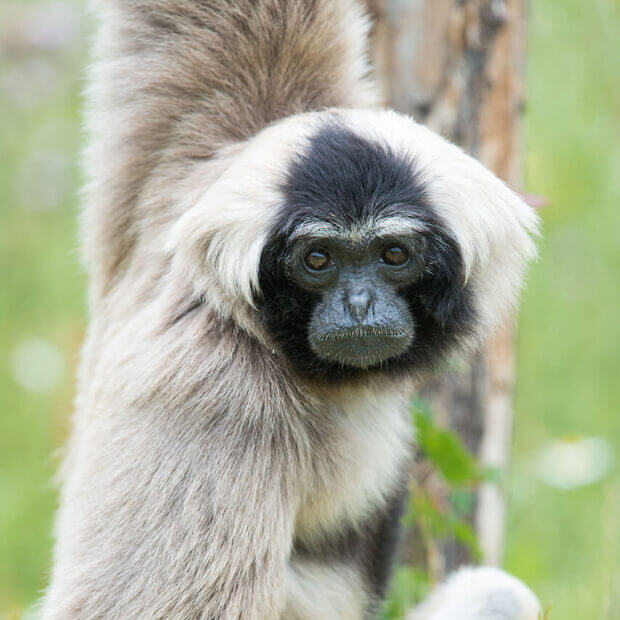 Gibbon à bonnet