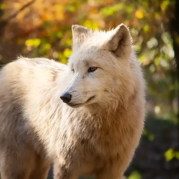 Loups arctiques