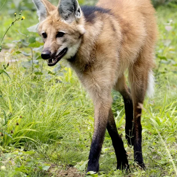 Loups à crinières