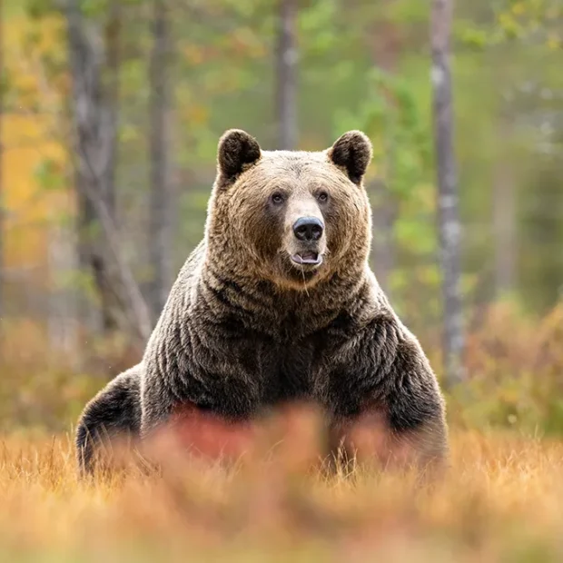 Ours bruns