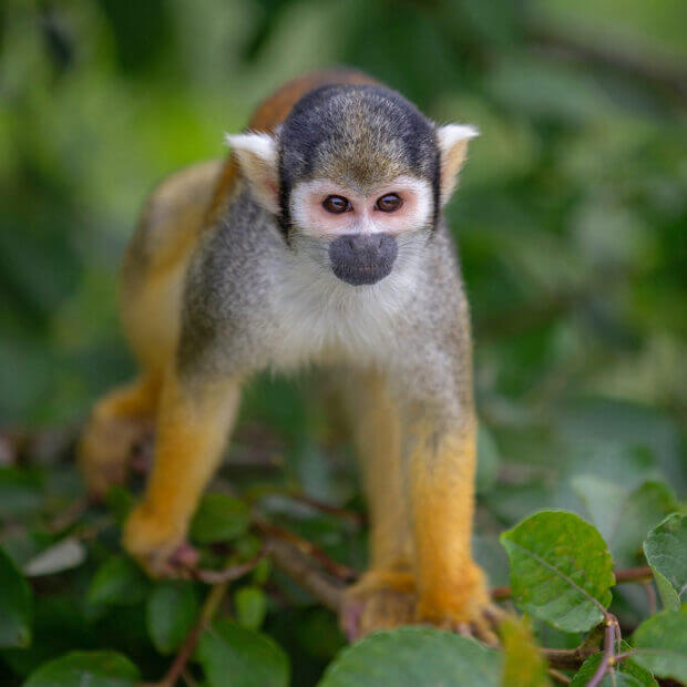 Peruvian squirrel monkey