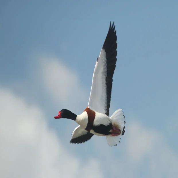 Common shelduck