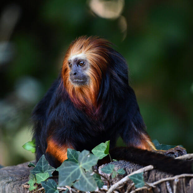 Tamarin lion à tête dorée